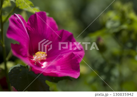 赤色のムクゲの花が咲いています。学名はHibiscus syriacuです。 赤色のムクゲの花が咲いています。学名はHibiscus syriacuです。 130835942