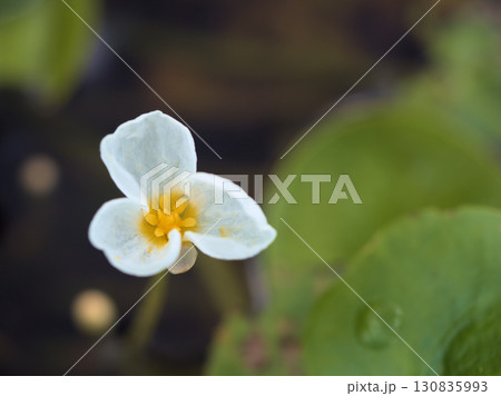 蒸し暑い9月に咲いた可憐なミズオオバコの花 蒸し暑い9月に咲いた可憐なミズオオバコの花 130835993