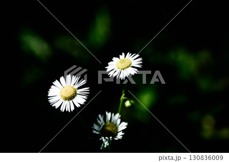 八月の姫女菀(ヒメジョオン)~クラシカルVer.~ 八月の姫女菀(ヒメジョオン)~クラシカルVer.~ 130836009