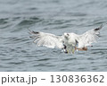 ウミネコ 130836362