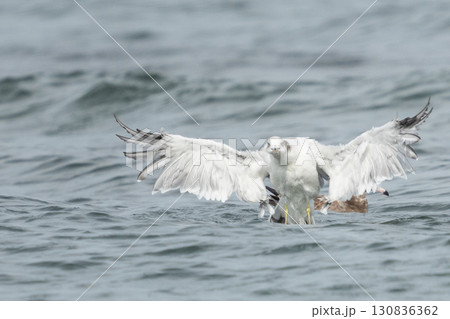 ウミネコ 130836362