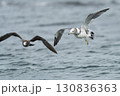 ウミネコ 130836363