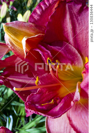 ヘメロカリス(デイリリー)の花が咲いています。このデイリリーの名前はサンフォード・ローズ・クラウン ヘメロカリス(デイリリー)の花が咲いています。このデイリリーの名前はサンフォード・ローズ・クラウン 130836444