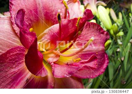 ヘメロカリス(デイリリー)の花が咲いています。このデイリリーの名前はサンフォード・ローズ・クラウン ヘメロカリス(デイリリー)の花が咲いています。このデイリリーの名前はサンフォード・ローズ・クラウン 130836447