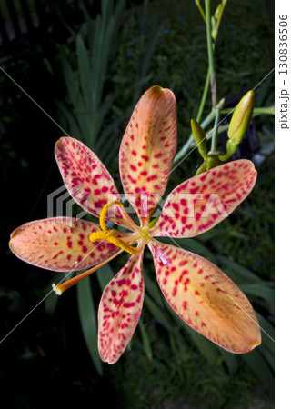 オレンジ色のヒオウギの花が咲いています。学名はIris domesticaです。 オレンジ色のヒオウギの花が咲いています。学名はIris domesticaです。 130836506