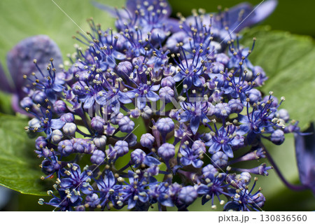 紫陽花園に青いアジサイの花がさいています。紫陽花のクローズアップ写真です 130836560