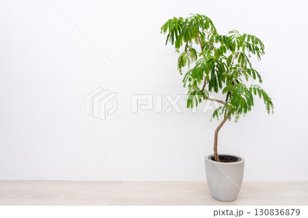 観葉植物マメ科エバーフレッシュ 130836879