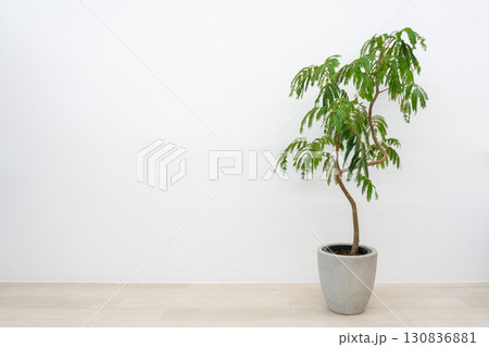 観葉植物マメ科エバーフレッシュ 130836881