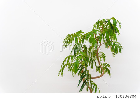 観葉植物マメ科エバーフレッシュ 130836884