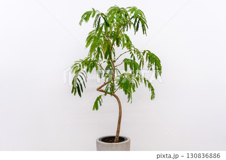 観葉植物マメ科エバーフレッシュ 観葉植物マメ科エバーフレッシュ 130836886