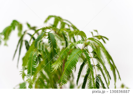 観葉植物マメ科エバーフレッシュ 130836887