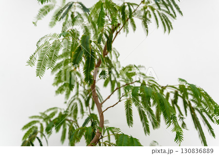 観葉植物マメ科エバーフレッシュ 観葉植物マメ科エバーフレッシュ 130836889