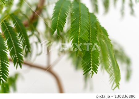 観葉植物マメ科エバーフレッシュ 観葉植物マメ科エバーフレッシュ 130836890