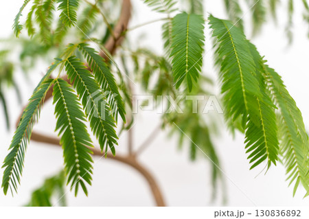 観葉植物マメ科エバーフレッシュ 130836892