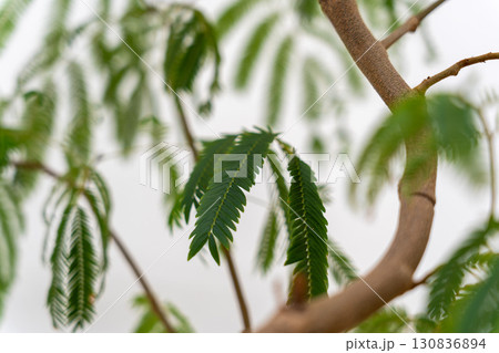 観葉植物マメ科エバーフレッシュ 130836894