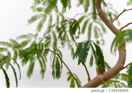 観葉植物マメ科エバーフレッシュ 130836895