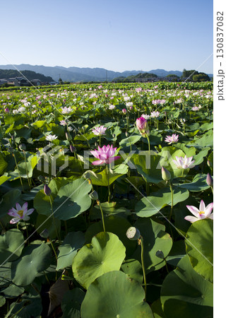 奈良県の藤原京跡にある蓮池に蓮の花が咲いています。学名はNelumbo nuciferaです。 130837082