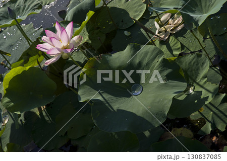 奈良県の藤原京跡にある蓮池に蓮の花が咲いています。学名はNelumbo nuciferaです。 奈良県の藤原京跡にある蓮池に蓮の花が咲いています。学名はNelumbo nuciferaです。 130837085