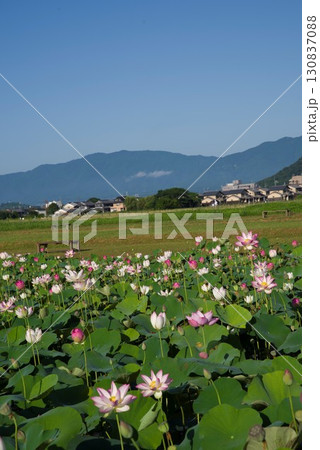 奈良県の藤原京跡にある蓮池に蓮の花が咲いています。学名はNelumbo nuciferaです。 奈良県の藤原京跡にある蓮池に蓮の花が咲いています。学名はNelumbo nuciferaです。 130837088