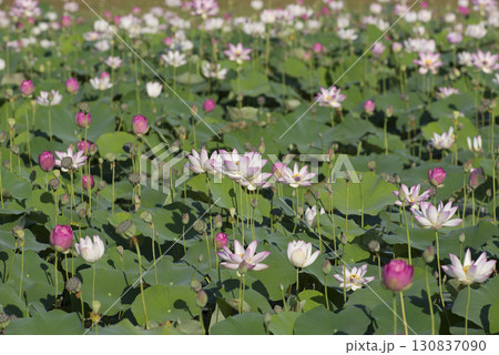 奈良県の藤原京跡にある蓮池に蓮の花が咲いています。学名はNelumbo nuciferaです。 130837090