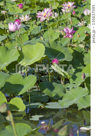 奈良県の藤原京跡にある蓮池に蓮の花が咲いています。学名はNelumbo nuciferaです。 130837095