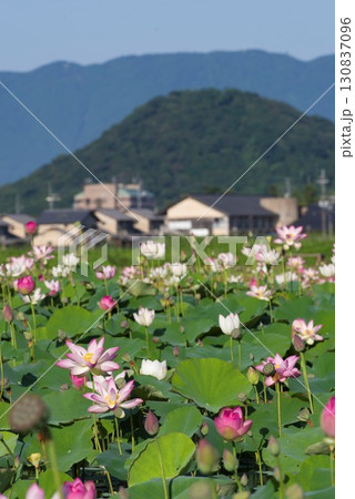 奈良県の藤原京跡にある蓮池に蓮の花が咲いています。学名はNelumbo nuciferaです。 130837096