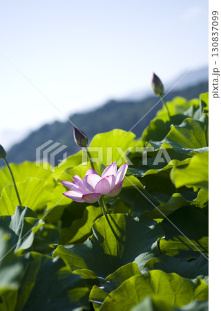 奈良県の藤原京跡にある蓮池に蓮の花が咲いています。学名はNelumbo nuciferaです。 130837099