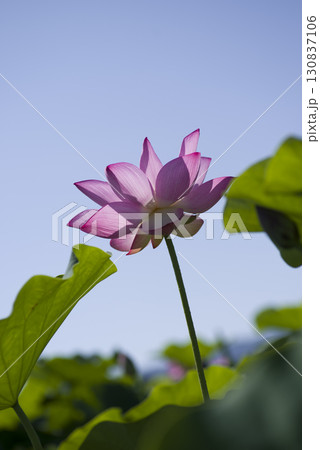 奈良県の藤原京跡にある蓮池に蓮の花が咲いています。学名はNelumbo nuciferaです。 130837106