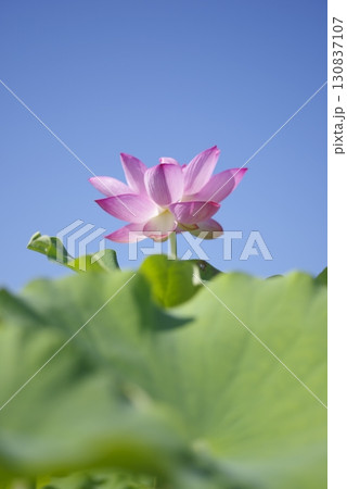 奈良県の藤原京跡にある蓮池に蓮の花が咲いています。学名はNelumbo nuciferaです。 130837107