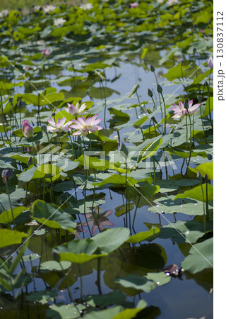 奈良県の藤原京跡にある蓮池に蓮の花が咲いています。学名はNelumbo nuciferaです。 130837112