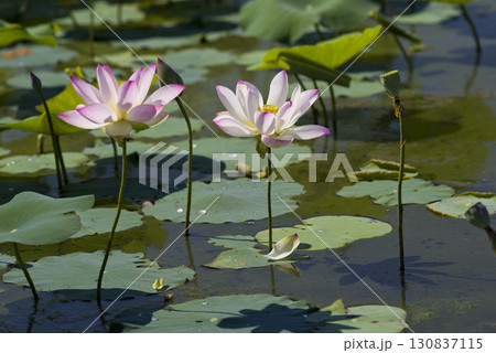 奈良県の藤原京跡にある蓮池に蓮の花が咲いています。学名はNelumbo nuciferaです。 130837115
