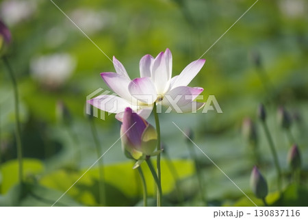 奈良県の藤原京跡にある蓮池に蓮の花が咲いています。学名はNelumbo nuciferaです。 奈良県の藤原京跡にある蓮池に蓮の花が咲いています。学名はNelumbo nuciferaです。 130837116