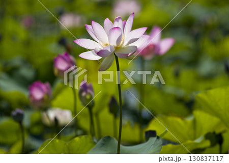 奈良県の藤原京跡にある蓮池に蓮の花が咲いています。学名はNelumbo nuciferaです。 奈良県の藤原京跡にある蓮池に蓮の花が咲いています。学名はNelumbo nuciferaです。 130837117