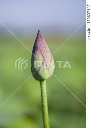奈良県の藤原京跡にある蓮池に蓮の花がつぼみの状態です。学名はNelumbo nuciferaです。 130837147