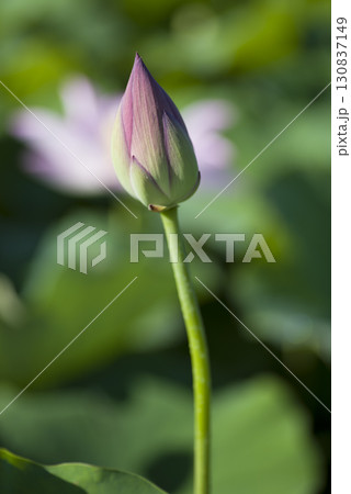奈良県の藤原京跡にある蓮池に蓮の花がつぼみの状態です。学名はNelumbo nuciferaです。 130837149