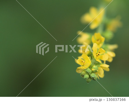 9月の木陰に咲いてた小さくて可憐なキンミズヒキ（金水引） 130837166