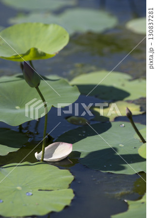 奈良県の藤原京にある蓮池の蓮の花が散っています。 130837281