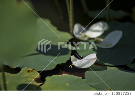 奈良県の藤原京にある蓮池の蓮の花が散っています。 奈良県の藤原京にある蓮池の蓮の花が散っています。 130837282