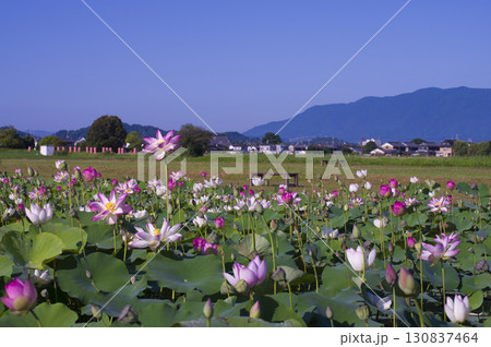 奈良県の藤原京跡にある蓮池に蓮の花が咲いています。学名はNelumbo nuciferaです。 130837464