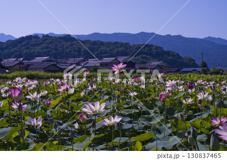 奈良県の藤原京跡にある蓮池に蓮の花が咲いています。学名はNelumbo nuciferaです。 130837465