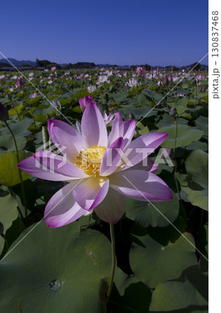 奈良県の藤原京跡にある蓮池に蓮の花が咲いています。学名はNelumbo nuciferaです。 130837468