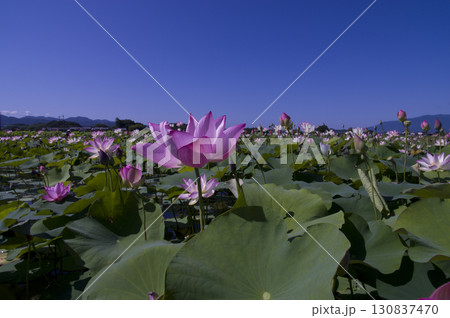 奈良県の藤原京跡にある蓮池に蓮の花が咲いています。学名はNelumbo nuciferaです。 130837470