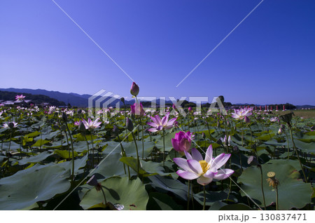 奈良県の藤原京跡にある蓮池に蓮の花が咲いています。学名はNelumbo nuciferaです。 130837471