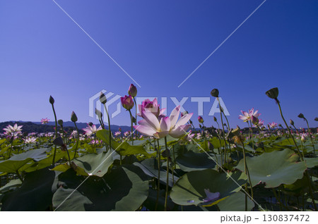 奈良県の藤原京跡にある蓮池に蓮の花が咲いています。学名はNelumbo nuciferaです。 奈良県の藤原京跡にある蓮池に蓮の花が咲いています。学名はNelumbo nuciferaです。 130837472