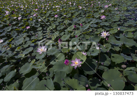 奈良県の藤原京跡にある蓮池に蓮の花が咲いています。学名はNelumbo nuciferaです。 130837473