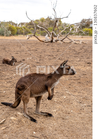 Kangaroos standing on dry ground on Kangaroo Island, Australia 130837602