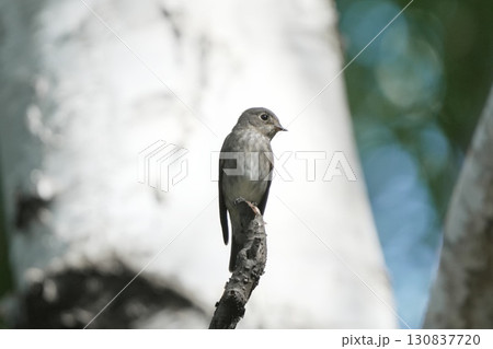 木に止まるエゾビタキ 130837720