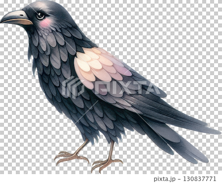 A crow or raven featuring dark feathers subtle pink and peach highlights on its wings and a refined profile 130837771