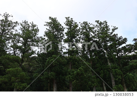 法多山尊永寺の巨木群 130838053