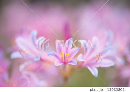 幻想的に咲くピンク色のリコリスの花 130838084